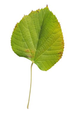 Beyaz arka plan üzerinde izole sonbahar ağaç ekoloji yaprak