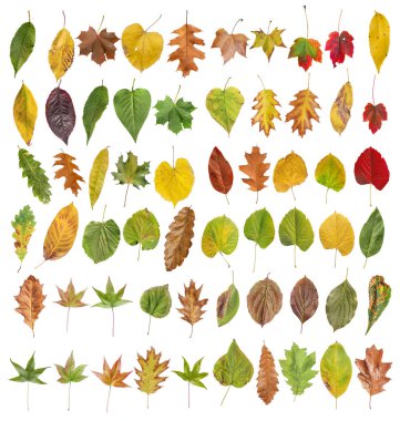 Büyük renkli yaprak altın dekoratif sonbahar yaprak izole topluluğu