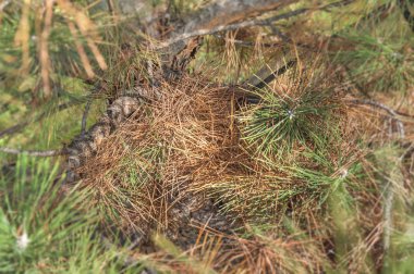 Güneşli günde Çam ağaç parçası şehir sokak yeşil ve turuncu 