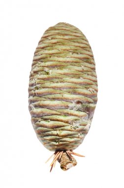 Yeşil taze ve genç süper izole sonbahar ağaç dalından