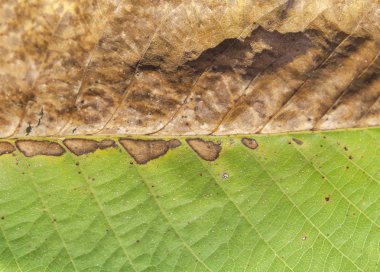 Yarım yeşil ve yarım kuru sonbahar yaprak doku makro arka plan gibi