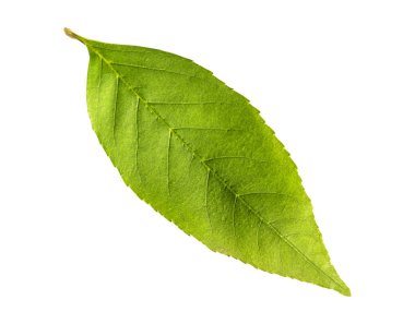 Doğal ekoloji ağaç yaprak sezon botanik beyaz arka plan üzerinde izole