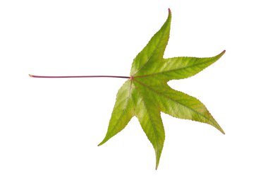 Makro yaprak yeşil atış soyut desen ekoloji bitki beyaz tarihlerde