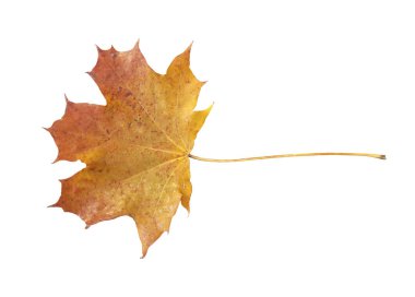 Ağaç izole beyaz zemin üzerine kırmızı ve sarı sonbahar yaprak