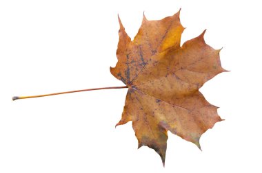 Sonbahar ağaç izole beyaz zemin üzerine kırmızı ve sarı yaprak