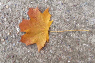 Ağaç çimento zemin üzerine kırmızı ve sarı sonbahar yaprak