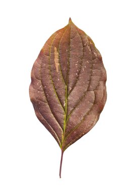 Sonbahar ağaç izole beyaz zemin üzerine kırmızı yaprak