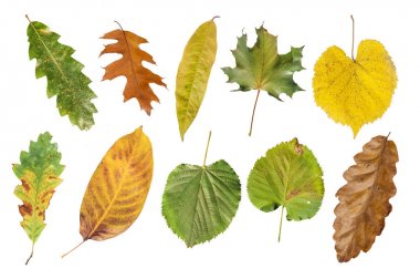 Çeşitli tarım doğal sonbahar yaprak beyaz arka plan üzerinde izole