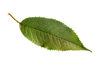 Bir yeşil izole yaprak ekoloji bitkisel ağaç doku bitki