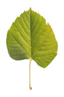 Beyaz arka plan üzerinde izole ağaç sonbahar doğal yeni ekoloji yaprak