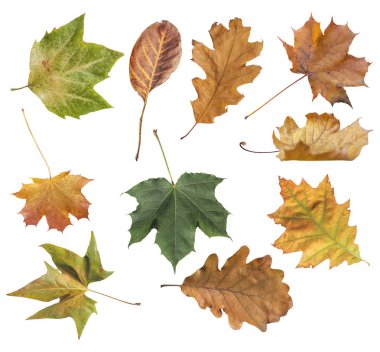 Beyaz arka plan üzerinde izole Park çeşitli sonbahar yaprak