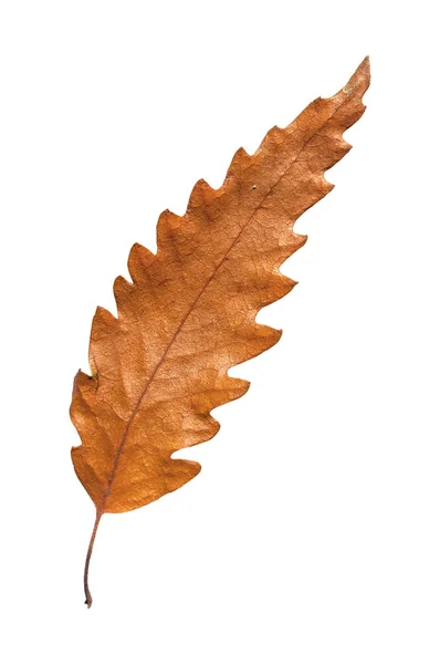 Outono folha de botânica seca de árvore isolada sobre fundo branco — Fotografia de Stock