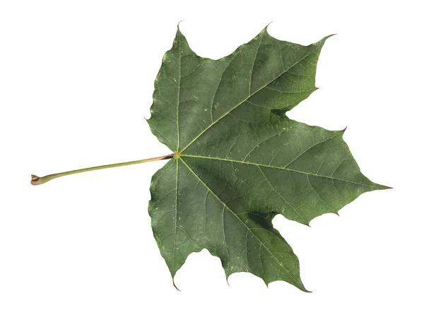 Herfst groen gevallen blad van de boom geïsoleerd op wit — Stockfoto
