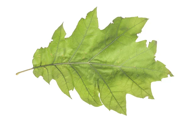 秋グリーン リーフ天然有機植物白で隔離 — ストック写真