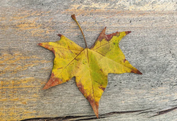 Hoja de otoño de color amarillo, verde y rojo sobre mesa de madera —  Fotos de Stock