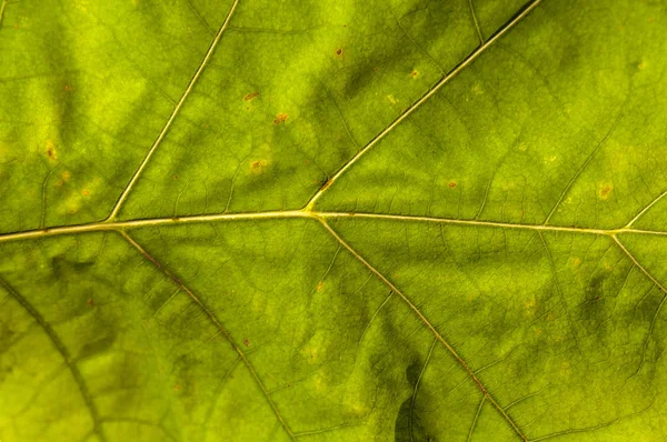 Podzimní makro záběr parku listů jako přirozená zdravá — Stock fotografie