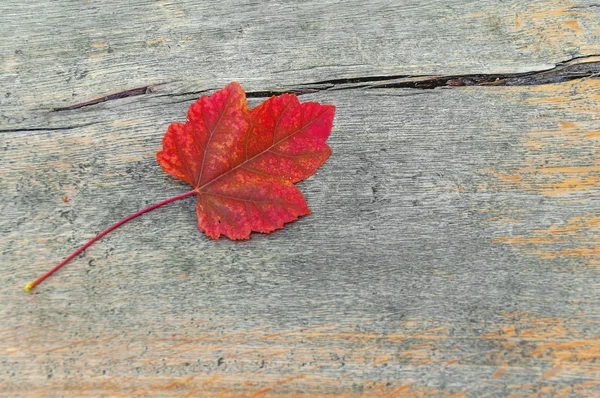 Park rood Herfstblad op houten tafel buiten — Stockfoto