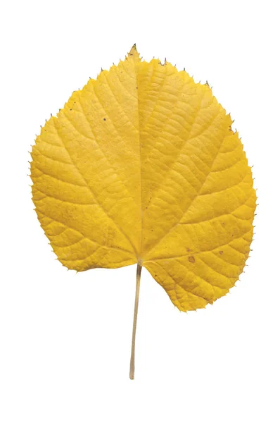 Hoja amarilla otoñal del árbol del parque de la ciudad aislada sobre fondo blanco — Foto de Stock