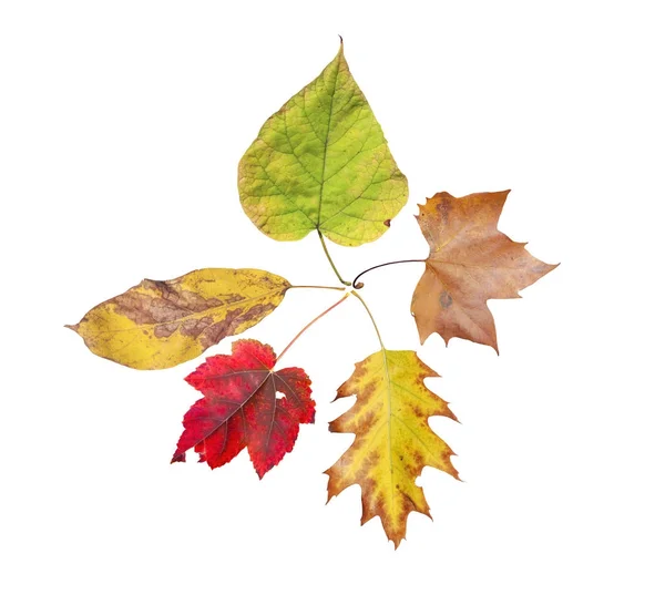 Пять осенних листьев натурального цвета с дерева, изолированных на белом — стоковое фото