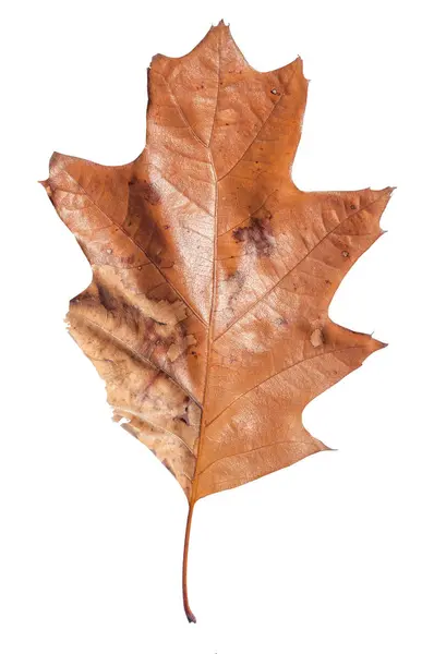 Hoja de otoño marrón como planta textura botánica natural aislada — Foto de Stock