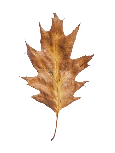 Blad van droge tuin herfst boom geïsoleerd op wit bruin — Stockfoto