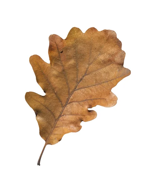 Brown leaf from park in autumn isolated on white background — Stock Photo, Image