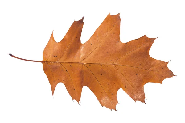 Hoja marrón del árbol de otoño del parque aislado en blanco — Foto de Stock