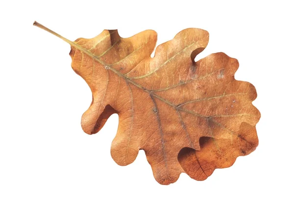 Bruin natuurlijke gevallen herfst blad plant geïsoleerd op wit — Stockfoto