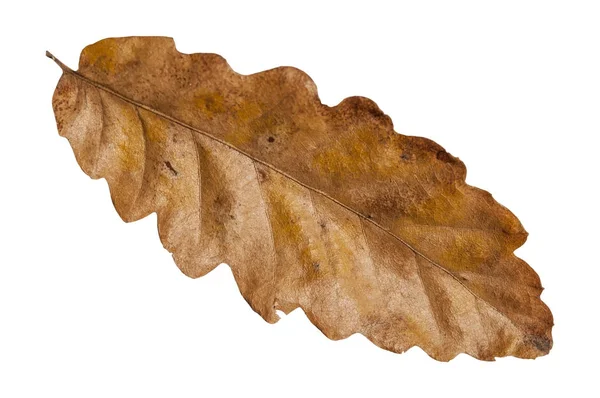 Brown natural leaf isolated from garden botany tree on white — Stock Photo, Image