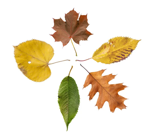 Пять цветных листьев, выделенных из золотого декоративного осеннего листа — стоковое фото