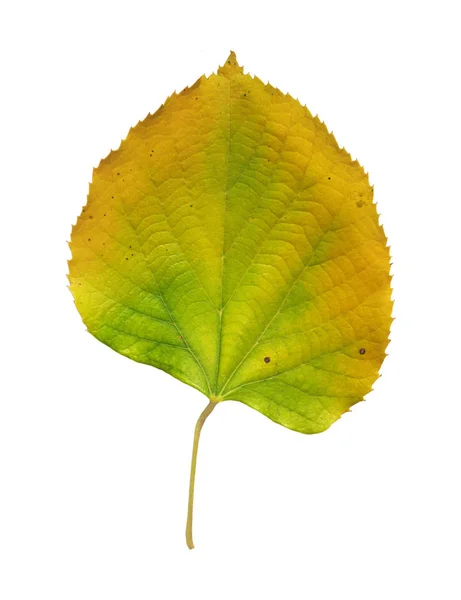 stock image Green and yellow autumn leaf representing ecology environment