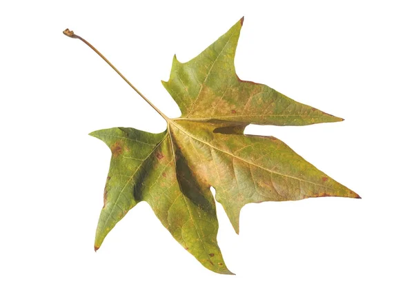 Hoja verde caída otoño de árbol aislado en blanco — Foto de Stock