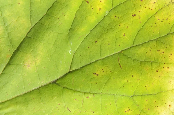Zelená energie listu makro shot jako ekologie rostlin abstraktní pozadí — Stock fotografie