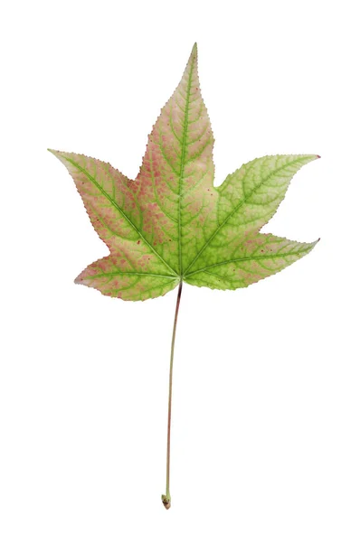 Groene blad van de boom van de tuinplant geïsoleerd op witte achtergrond — Stockfoto