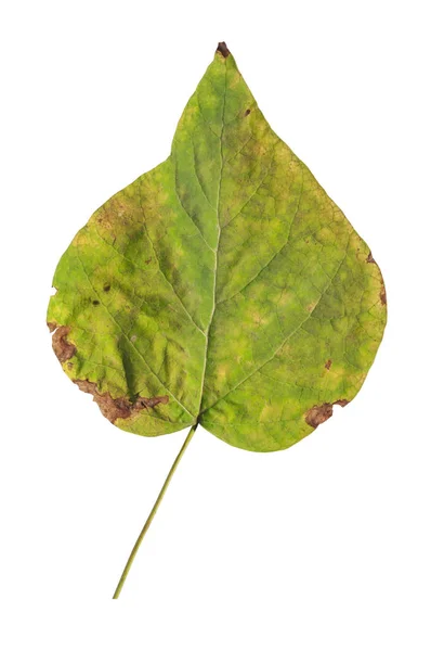 Grøn blad makro efterår detalje natur økologi liv isoleret - Stock-foto