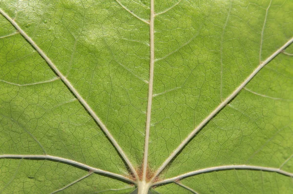 Zelená listová makro shot jako ekologie rostlin abstraktní vzor — Stock fotografie