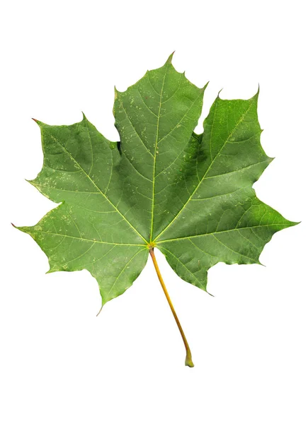 Groene blad geïsoleerde plant vorm farden boom op witte achtergrond — Stockfoto