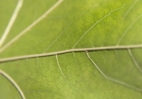 Zelená makro list snímek jako abstraktní vzor ekologie rostlin — Stock fotografie