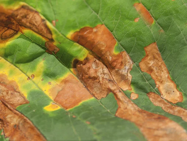 Macrooutono verde detalhe natureza folha ecologia vida — Fotografia de Stock