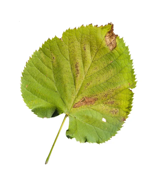 Зелений натуральний лист ботаніки з саду ізольований на білому тлі — стокове фото