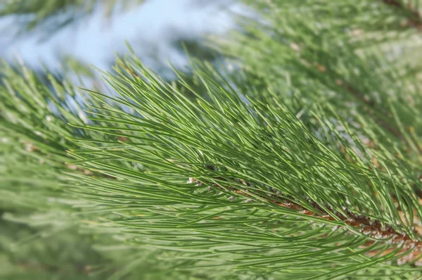 Pin vert partie par jour ensoleillé dans la rue de la ville et le ciel bleu — Photo