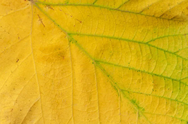 Pousse de feuille jaune macro de la botanique naturelle texture saisonnière — Photo