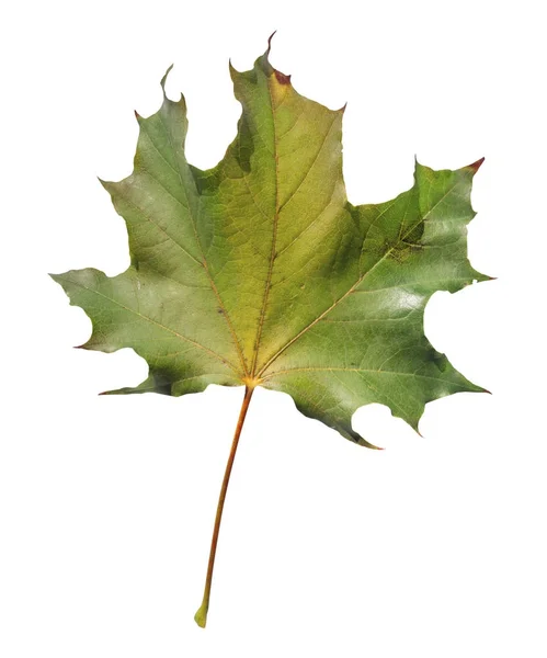 Verde naturale isolato su foglia bianca dal giardino botanico — Foto Stock