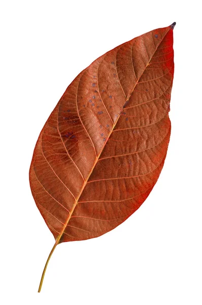 Hoja de jardín botánica roja natural de árbol aislado sobre fondo blanco — Foto de Stock