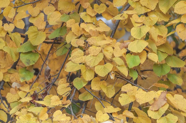 Carta da parati naturale di albero foglie autunno formano parco della città — Foto Stock