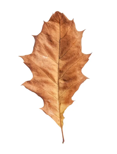 Leaf brown from dry autumn garden tree isolated on white background — Stock Photo, Image