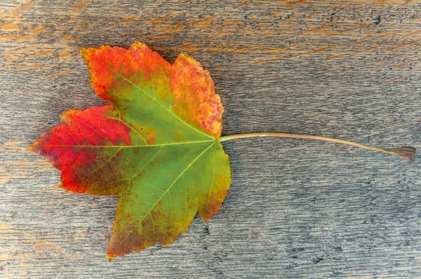 Listové pestré podzimní zelené a červené na dřevěný stůl v parku — Stock fotografie