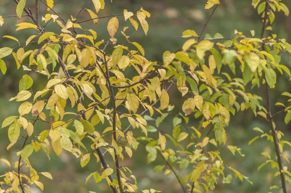 Πολλά κλαδιά με τα κίτρινα και πράσινα φύλλα στο δάσος παρασκήνιο — Φωτογραφία Αρχείου