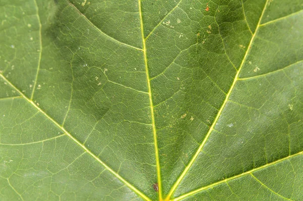 Macro vert feuille pousse de la nature arbre plante botanique texture fermer — Photo