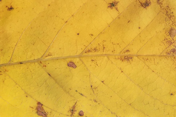 Makro sarı sonbahar yaprak doğa sembolü gibi kırmızı nokta atış — Stok fotoğraf